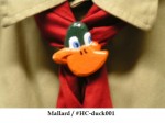 Mallard